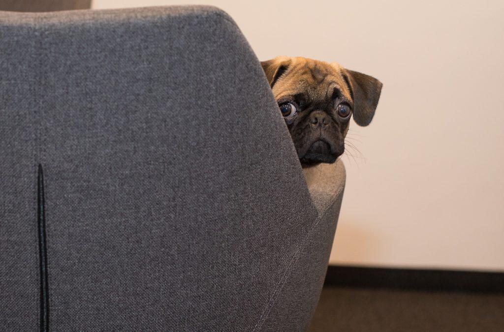 Hund