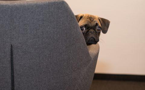 Hund