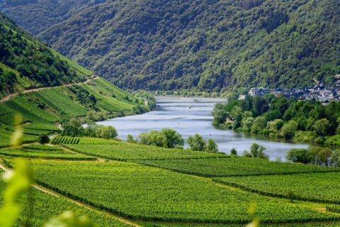 Weinbau an der Mosel