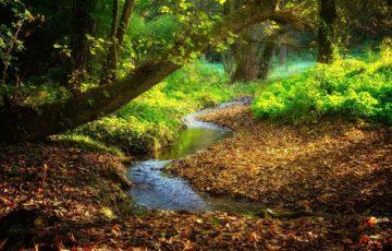 Waldbach