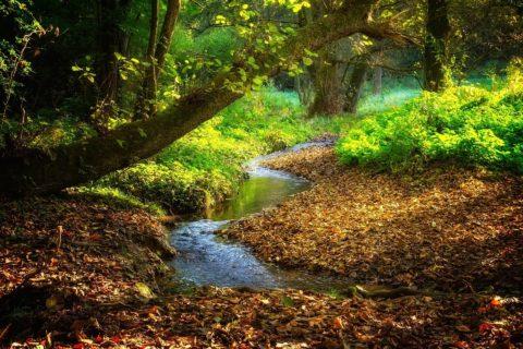 Waldbach