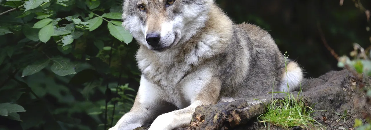 Wolf