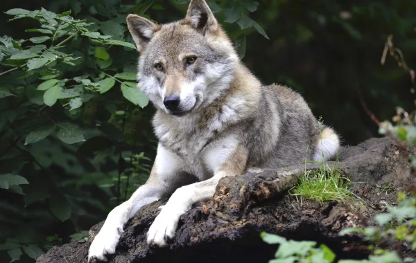 Wolf