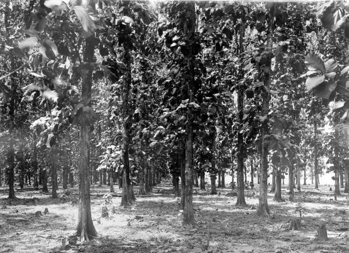 Teakholzplantage auf Java