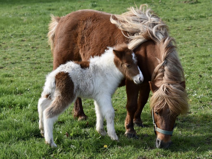 Shetland-Ponies