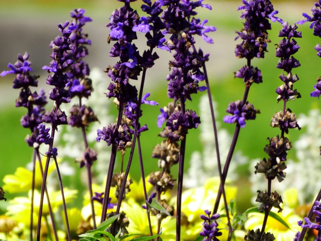 Brühler Schloßpark