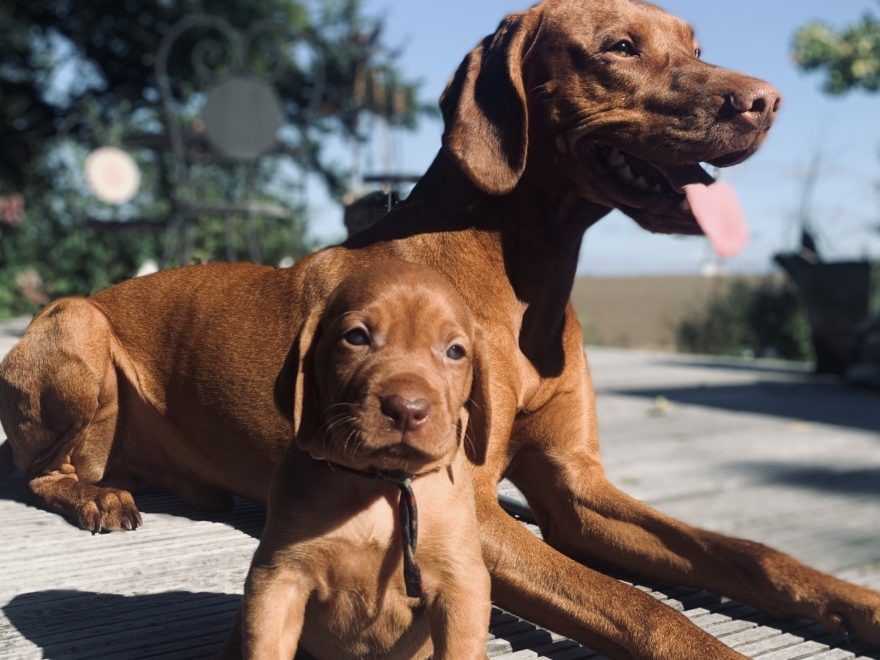 Vizsla Rüde mit Welpen