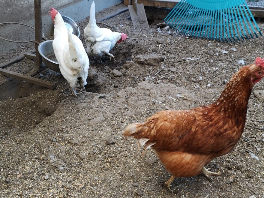 Hähne und Bienen in der Innenstadt Hähne und Bienen in der Innenstadt