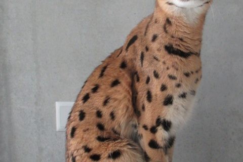 Savannah-Katze
