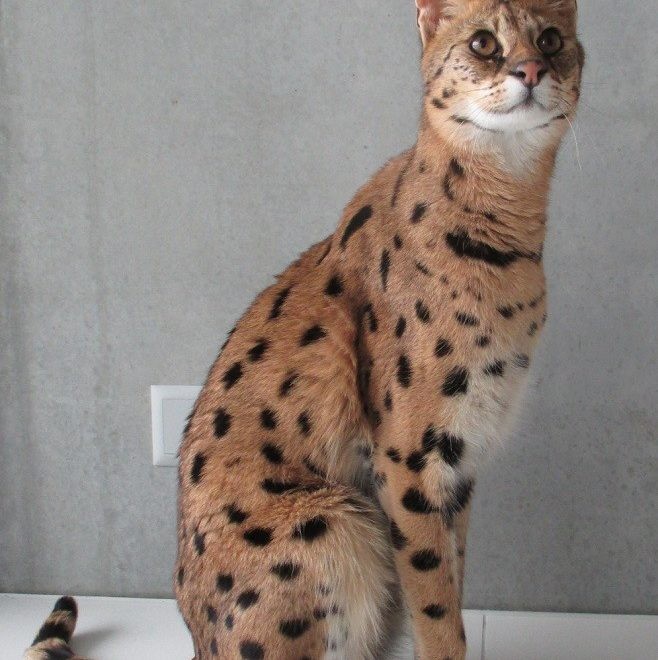 Keine Savannah-Katze im Wohngebiet
