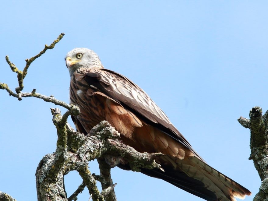 Windenergieanlagen – in der Umgebung eines Vogelschutzgebiets