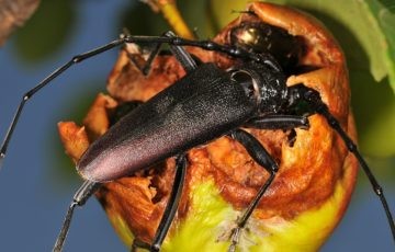 Großer Eichenbock (Heldbock)