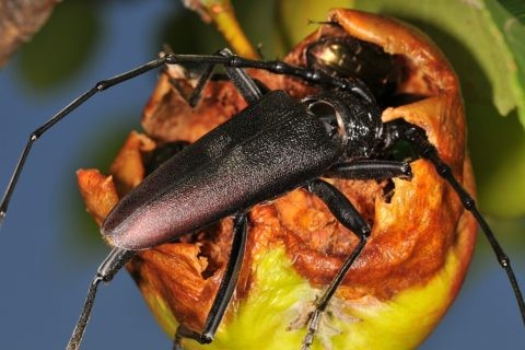 Großer Eichenbock (Heldbock)