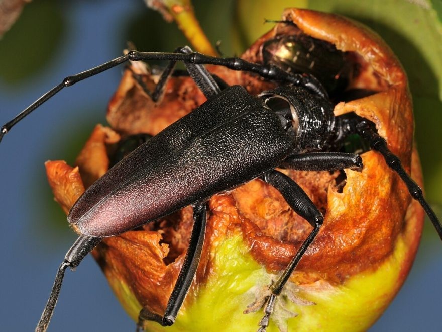 Großer Eichenbock (Heldbock)
