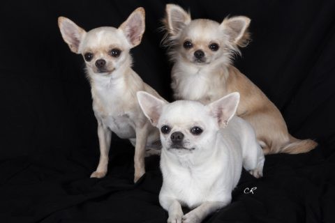 Chihuahuas