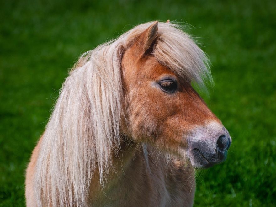 Pony