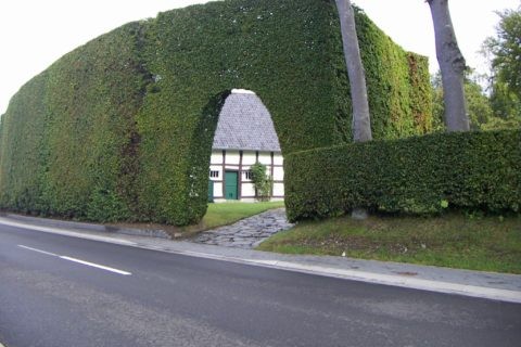 Rotbuchenhecke in Monschau-Höfen