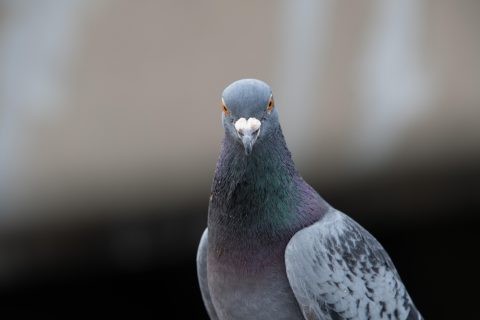 Taube