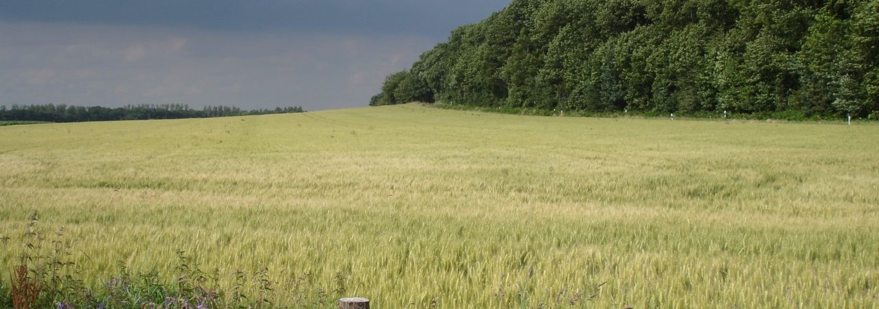 Blick auf den Klever Reichswald