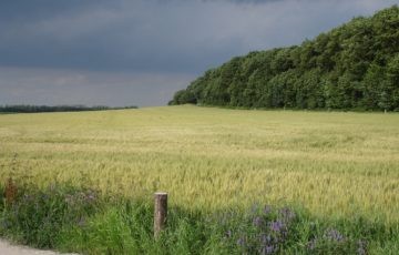 Blick auf den Klever Reichswald