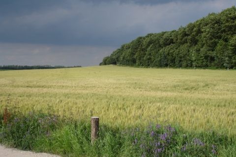 Blick auf den Klever Reichswald
