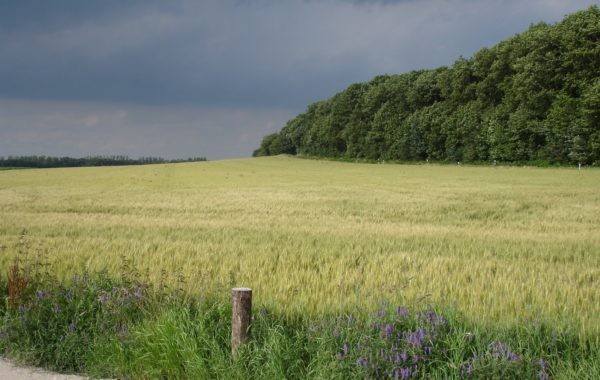 Blick auf den Klever Reichswald