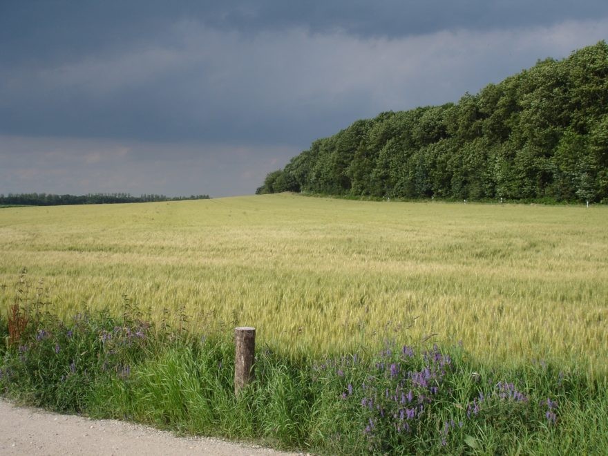 Blick auf den Klever Reichswald