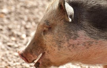 Hängebauchschwein
