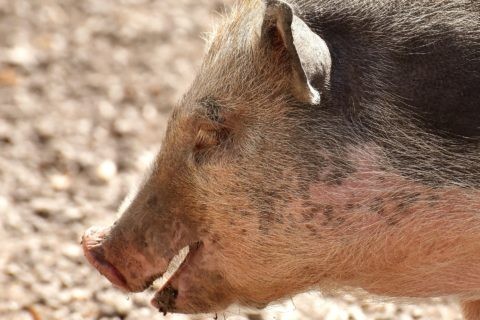 Hängebauchschwein