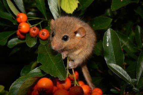 Haselmaus