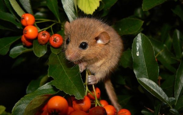 Haselmaus